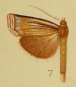 Ancylolomia pectinifera