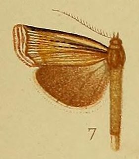 <i>Ancylolomia pectinifera</i> Species of moth