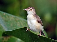 Plain prinia (Prinia inornata) in Kolkata, West Bengal, India Plain Prinia I IMG 7615.jpg