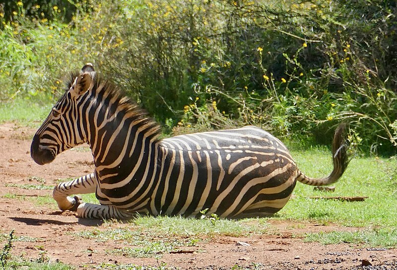 File:Plains Zebra (Equus quagga) getting up after a dust bath ... (52912810902).jpg