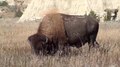 File:Plains bison (Bison bison bison) in North Dakota.webm