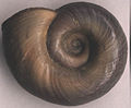 Planorbarius corneus