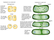 telophase in plant cells