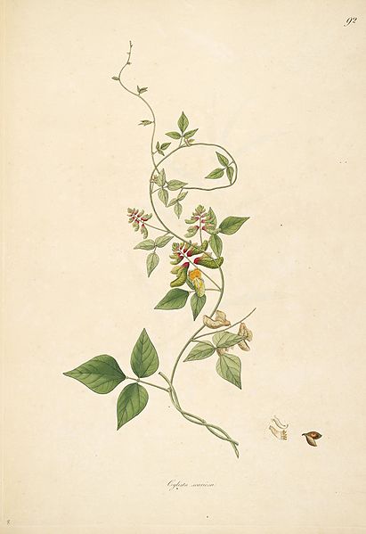 File:Plants of the coast of Coromandel (Plate 92) BHL280240.jpg