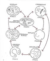 An illustration of the stages of inter-conversion in plastids Plastid development cycle .jpg