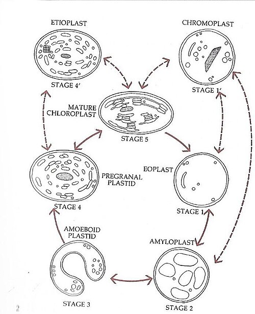 An illustration of the stages of inter-conversion in plastids