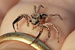 Miniatuur voor Bestand:Plexippus petersi (jumping spider) on a human finger at golden hour.jpg