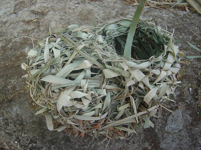 File:Ploceus cucullatus nest dsc01212.jpg