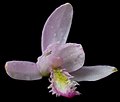 Pogonia ophioglossoides