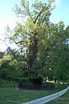 Polen Kadyny - Bazynskiego oak.jpg