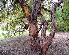 Tabaquillo (Polylepis australis