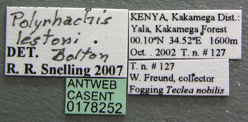 File:Polyrhachis lestoni casent0178252 label 1.jpg