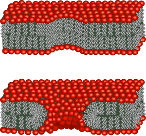 Schematic showing two possible conformations of the lipids at the edge of a pore. In the top image the lipids have not rearranged, so the pore wall is hydrophobic. In the bottom image some of the lipid heads have bent over, so the pore wall is hydrophilic. Pore schematic.svg