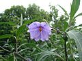 Solanum laciniatum