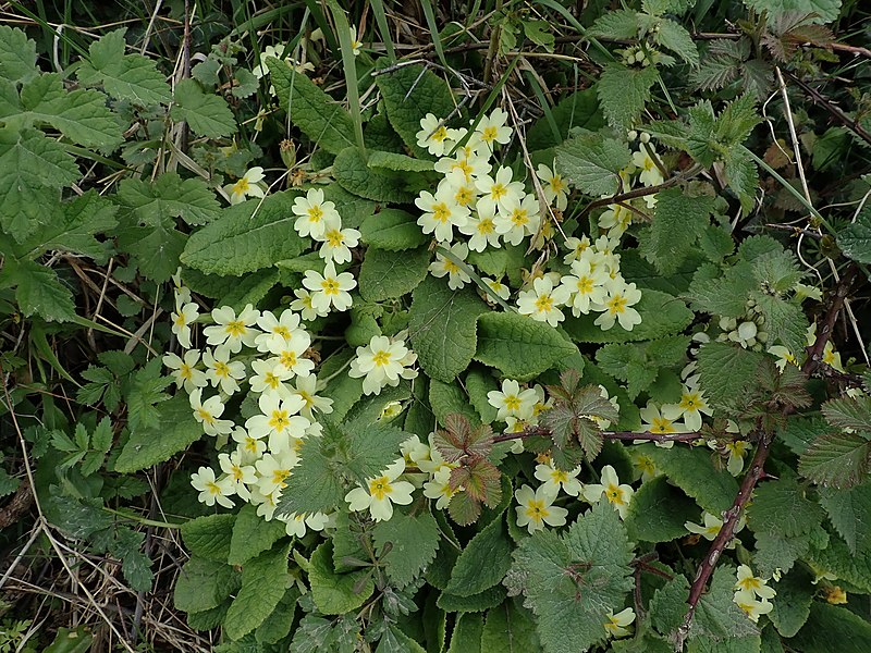 File:Primula vulgaris 126035595.jpg