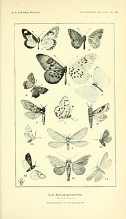 <i>Eurema mandarinula</i> Species of butterfly