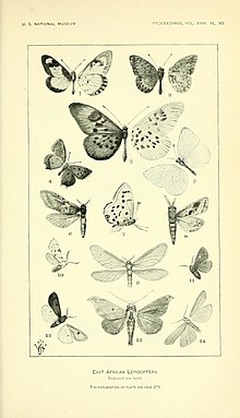 Ish yuritish UNM1895EastAfricanButterflies.jpg