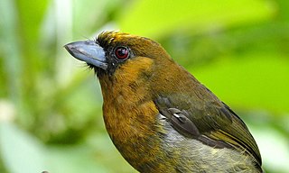 <span class="mw-page-title-main">Prong-billed barbet</span> Species of bird
