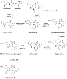 Proposed biosynthesis pathway of Fumitremorgin Proposed biosynthesis pathway.png