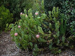 Protea Compacta