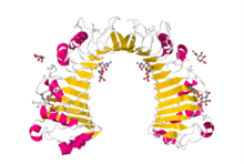 Protein CD14 PDB 1WWL.png