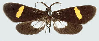 <i>Proutiella tegyra</i> Species of moth
