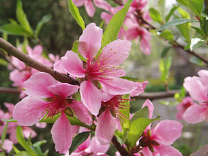 Prunus: Beschreibung und Ökologie, Verbreitung, Systematik