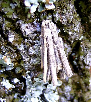 Caterpillar sacs of the Great Rauch-Sackbearer (Psyche crassiorella)