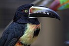 Collared aracari Pteroglossus torquatus -Honduras-8.jpg