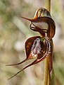 Pterostylis maxima