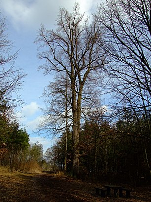 Jak do Svarovska lipa hromadnou dopravou - O místě