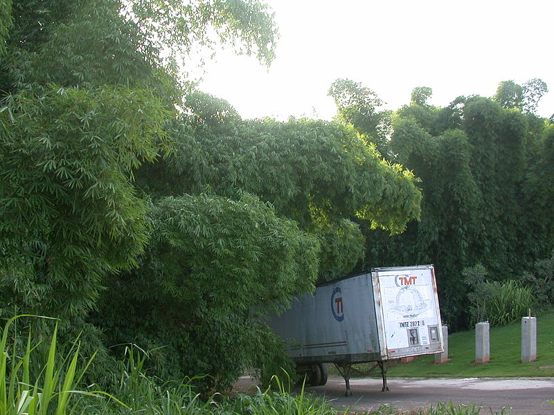 File:PuertoRico Bamboo.jpg