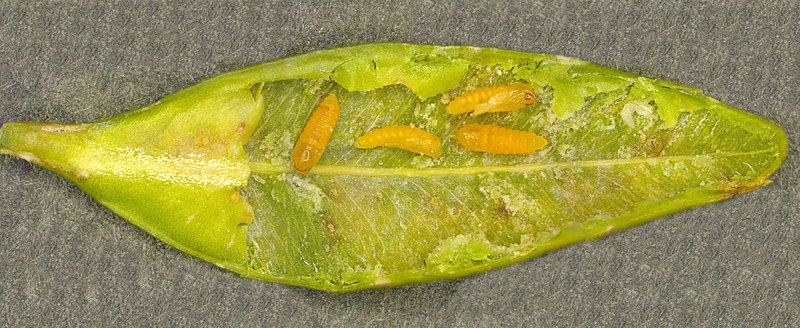 File:Pupae of the boxwood leafminer Monarthropalpus buxi inside the leaf of boxwood.jpg