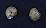 Miniatura para Pyrenaearia carascalopsis