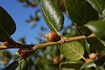 Thumbnail for File:Quercus agrifolia-15.jpg