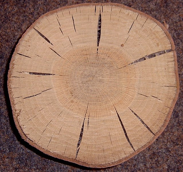 File:Quercus rubra crosssection.jpg