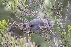 Réunion grey white-eye (Zosterops borbonicus).jpg