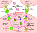 RNA vaccine-en.svg