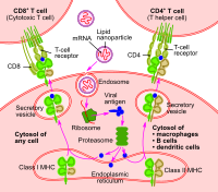 RNA vaccine-en.svg