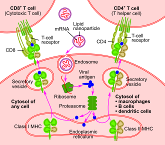 An illustration of the mechanism of action of the RNA vaccine RNA vaccine-en.svg