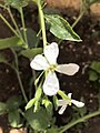 Day 23:Radish flowers