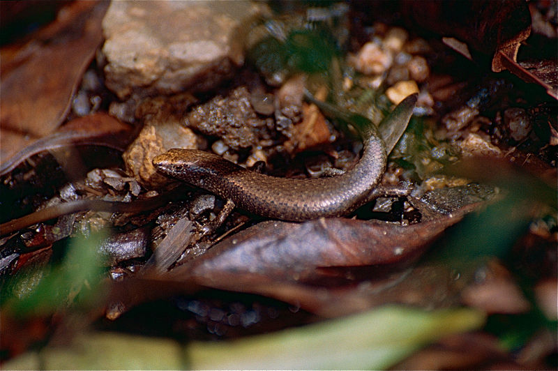 File:Rainforest Sunskink (Lampropholis coggeri) (9775173476).jpg