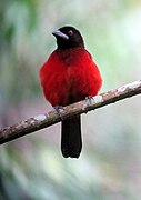 Ramphocelus dimidiatus Toche pico de plata Crimsom-backed Tanager (8318904861).jpg