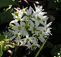 Ramsons close 700.jpg