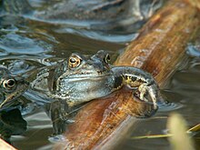 Male during breeding season showing the nuptial pad, white throat and a blue grey hue over the normal black and brown skin RanaTemporariaMaleThumb.JPG