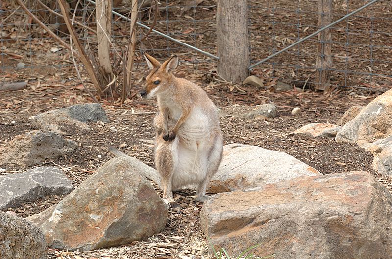 File:Red-Necked-Wallaby-Melbourne-Zoo-20070224-006.jpg