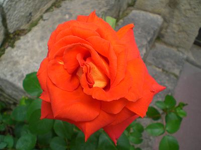 Red Rose.JPG