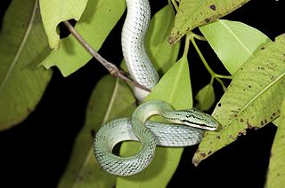 <i>Gonyosoma frenatum</i> species of reptile