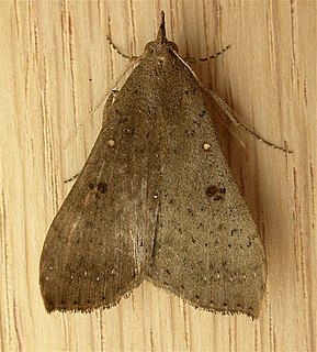 <i>Rhapsa</i> Genus of moths