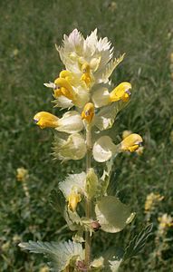 Rhinanthus alectorolophus Inflorescence